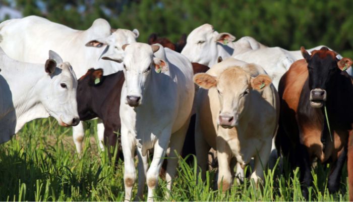  Boletim analisa variação do preço da arroba bovina e as frutas importadas de Natal